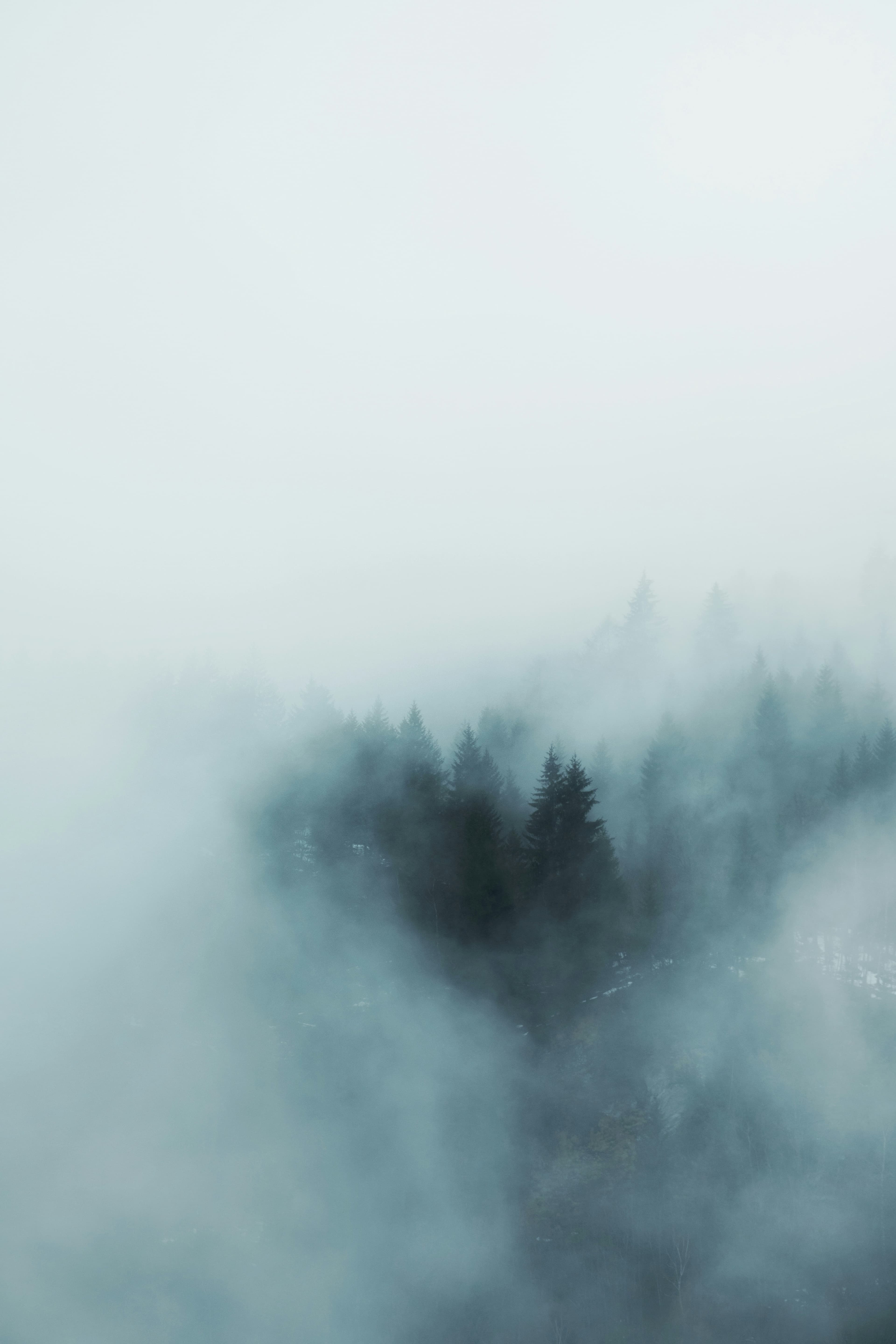 A foggy forest
